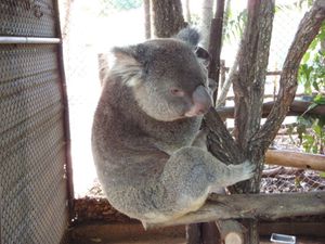 KOALA 2