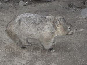 WOMBAT