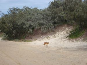 DINGO