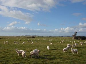 MOUTONS