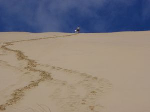 Sand Dunes (13)