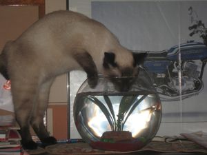 poissons.jpg