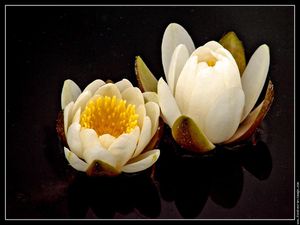 fleur-nenuphar-2jpg.jpg