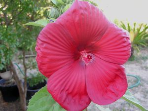 hibiscus-moscheutos--2-.JPG