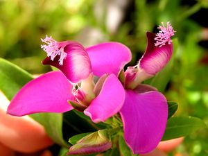 Polygala myrtipholia20030101 16