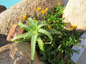 14-Rosee-Cactus.JPG