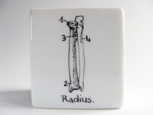 RADIUS-2.jpg