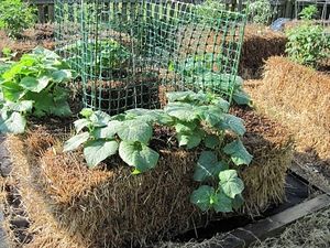 NATURES - Culture sur paille StrawBaleGarden (11)