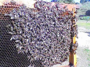 Cadre de couvain d'abeilles.N°038