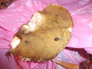 DSCF6160.JPG