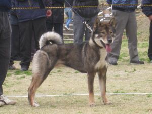 shikoku-ken-sesame-sesame-copie-1.jpg