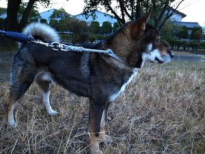 shikoku-noir-copie-1.jpg