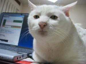 chat-en-colere.jpg