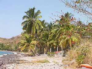 cocotiers-de-sainte-philomene-martinique-laisse-moi-te-dir.jpg