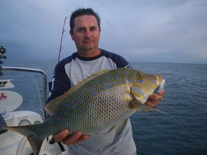 capitaine 3 kg