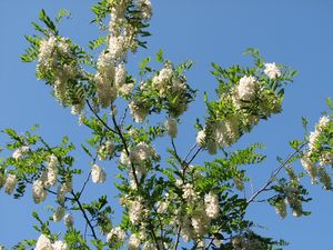 2011.04.26-Acacia1.jpg