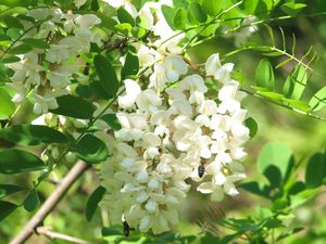 2011.04.26-Acacia2.jpg