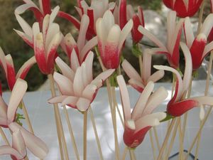 2011.05.22 Les radis
