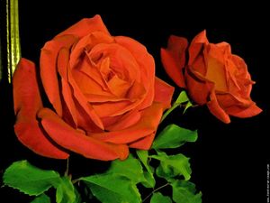 rose-rouge-dans-un-miroir-rscn7348