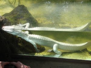 2010.04.21 Croco albinos