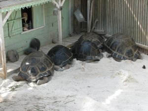 2010.04.21 Des tortues