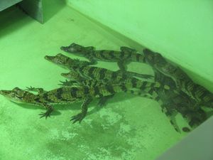 2010.04.21 Les crocodiles en nursery