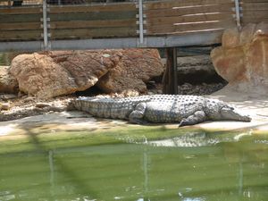 2010.04.21 Les crocodiles1