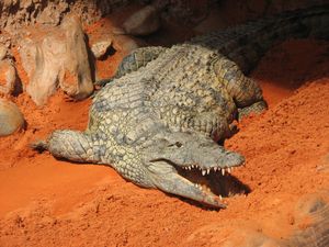 2010.04.21 Les crocodiles11