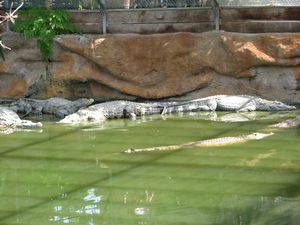2010.04.21 Les crocodiles2