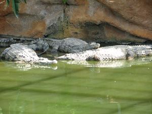2010.04.21 Les crocodiles3