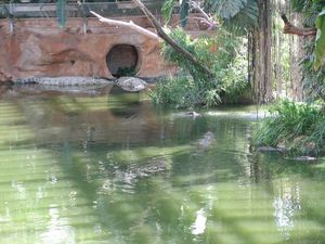 2010.04.21 Les crocodiles4