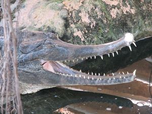 2010.04.21 Les crocodiles6