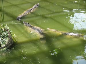 2010.04.21 Les crocodiles7