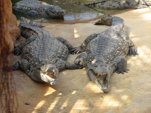 2010.04.21 Les crocodiles8
