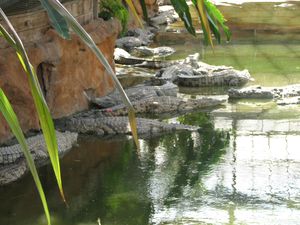 2010.04.21 Les crocodiles9