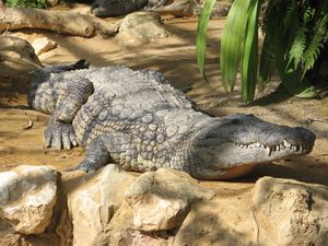 2010.04.21 Un crocodile