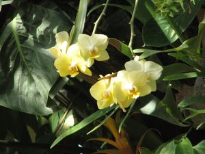 2010.04.21 Une Orchidée jaune