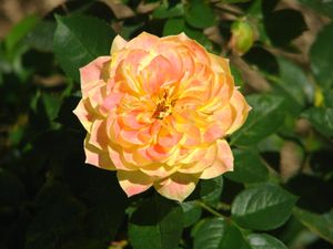 2010.08.11 Rose jaune2