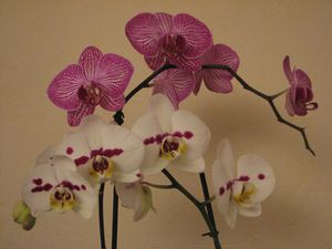 2011.01.25 Orchidée Jacqueline4