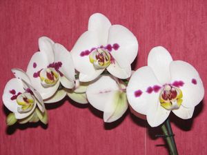 2011.01.25 Orchidée Jacqueline8