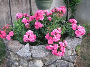 2011.05.24 Rosier dans le puits3