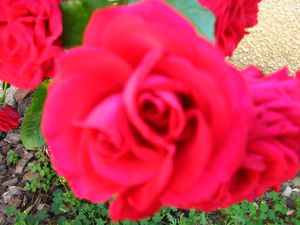 2011.05.22 Rosier tige jardin3