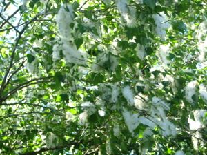 2010.05.25 Arbre