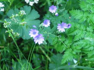 2010.05.25 Fleurs bleues2