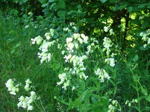2010.05.25 Fleurs3
