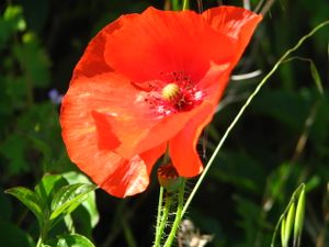 2010.05.25 Joli coquelicot1