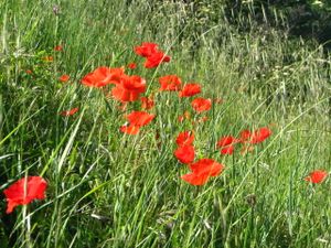 2010.05.25 Jolis coquelicots