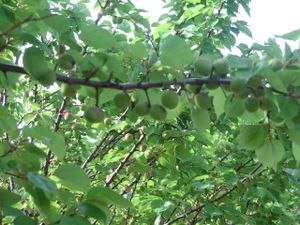 2010.05.28 Abricots Noris1