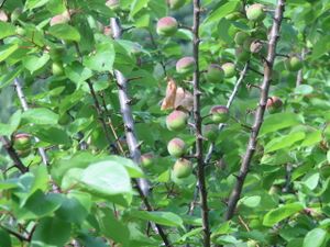 2010.05.28 Abricots Noris3
