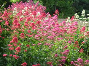 2010.05.28 Jolies fleurs Francette